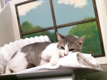 Domestic Short Hair Cats Available for Adoption in Houston, Texas - PAPRIKA | PetCurious