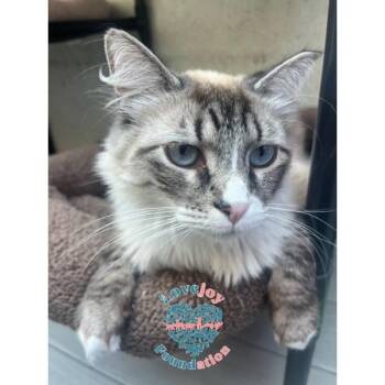Kelly RB -  Domestic Long Hair Cat for Adoption in Inglewood, California - Kelly RB | PetCurious