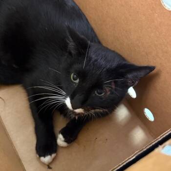 Elvis -  Domestic Medium Hair Cat for Adoption in Charleston, West Virginia - Elvis | PetCurious