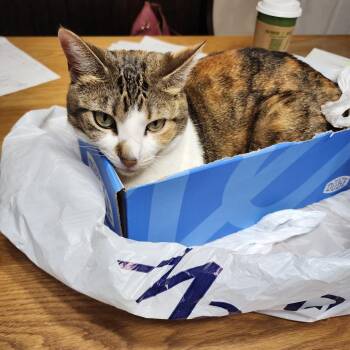 Domestic Short Hair Cats Available for Adoption - Nabi-C | PetCurious