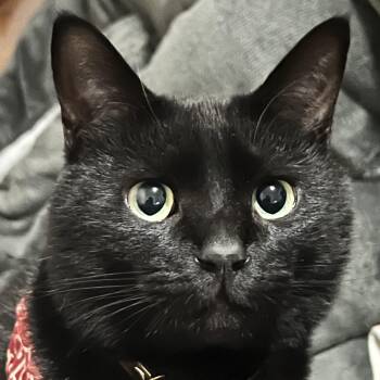 Beni -  Domestic Short Hair Cat for Adoption in San Francisco, California - Beni | PetCurious