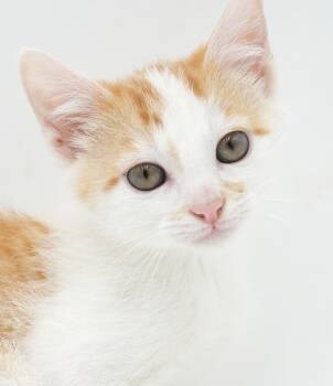 Chicken Mini is a teeny tiny squirt - loves sis Polynesian -  Tabby and Turkish Van Cat for Adoption in Bedford Hills, New York - Chicken Mini Is A Teeny Tiny Squirt - Loves Sis Polynesian | PetCurious
