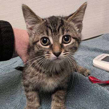Domestic Short Hair Cats Available for Adoption - Hammy | PetCurious