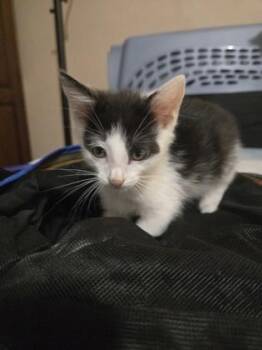 Maverick -  Domestic Short Hair Cat for Adoption in Lawrenceville, Georgia - Maverick | PetCurious