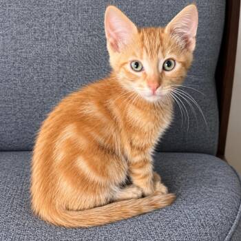 Colby -  Domestic Short Hair Cat for Adoption in Lewisville, Texas - Colby | PetCurious