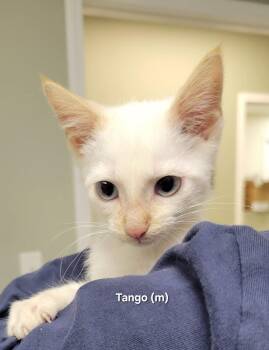 Tango -  Siamese Cat for Adoption in Mazon, Illinois - Tango | PetCurious