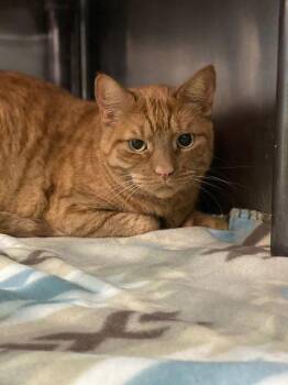 Rescue Domestic Short Hair and Tabby Cats for Adoption in Visalia, California - Tessa | PetCurious