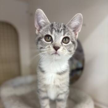 Rescue Domestic Short Hair Cats for Adoption in Helena, Alabama - Boots | PetCurious