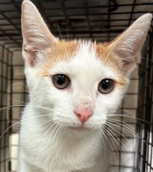 Chad -  Domestic Short Hair Cat for Adoption in Honolulu, Hawaii - Chad | PetCurious