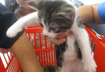MISSY MOO MOO -  Domestic Short Hair Cat for Adoption in Ocala, Florida - MISSY MOO MOO | PetCurious