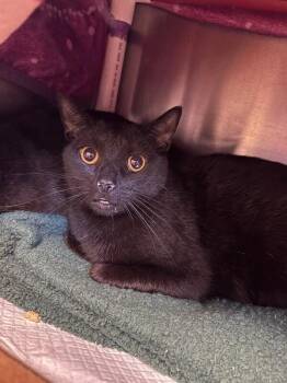 Johnny Cash -  Domestic Short Hair Cat for Adoption in Cincinnati, Ohio - Johnny Cash | PetCurious