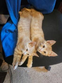 Rescue Tabby Cats for Adoption in Conroe, Texas - Kion | PetCurious