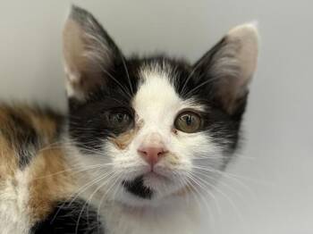 Domestic Short Hair Cats Available for Adoption in Portland, Oregon - Venus | PetCurious