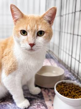 Crybaby -  Domestic Short Hair Cat for Adoption in Rixeyville, Virginia - Crybaby | PetCurious