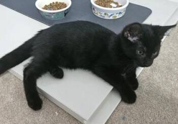 Erik -  Domestic Short Hair Cat for Adoption in New Hope, Pennsylvania - Erik | PetCurious