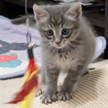 Boggle -  Domestic Short Hair Cat Available for Adoption in Glenelg, Maryland - Boggle | PetCurious