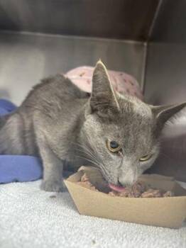 Domestic Short Hair Cats Available for Adoption in West Chester, Pennsylvania - Flo | PetCurious