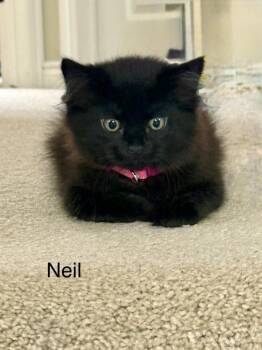 Domestic Medium Hair Cats Available for Adoption in Ferndale, Michigan - Neil | PetCurious