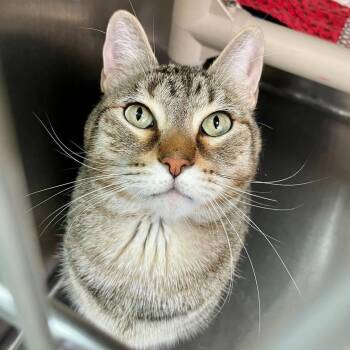 Rescue Domestic Short Hair Cats for Adoption in Carencro, Louisiana - Biscuit | PetCurious