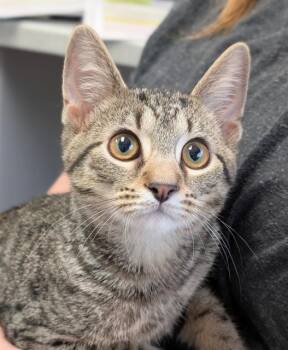 ALLEN -  Domestic Short Hair Cat for Adoption in Canfield, Ohio - ALLEN | PetCurious