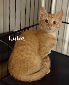 Domestic Short Hair Cats Available for Adoption in Pawleys Island, South Carolina - Luke | PetCurious