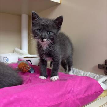 Roly-Poly -  Domestic Short Hair Cat for Adoption in Hinesville, Georgia - Roly-Poly | PetCurious