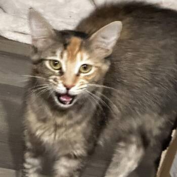 Rayitas -  Domestic Short Hair Cat for Adoption in Cumming, Georgia - Rayitas | PetCurious