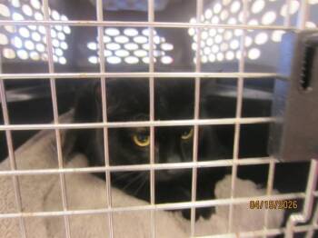 Domestic Short Hair Cats Available for Adoption in Ocala, Florida - NINJA | PetCurious