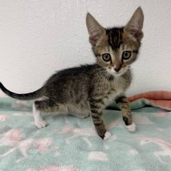 Cantaloupe -  Domestic Short Hair Cat for Adoption in Long Beach, California - Cantaloupe | PetCurious