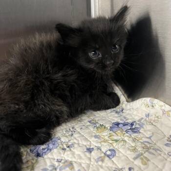 MiMi -  Domestic Short Hair Cat for Adoption in Greensboro, North Carolina - MiMi | PetCurious