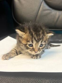 Fern -  Tabby Cat for Adoption in Nacogdoches, Texas - Fern | PetCurious