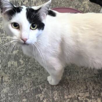 Moo Moo -  Domestic Short Hair Cat for Adoption in Long Beach, California - Moo Moo | PetCurious
