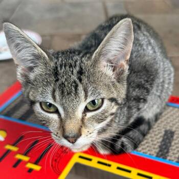 Cersei Lannister -  Domestic Short Hair Cat for Adoption in Winchester, Virginia - Cersei Lannister | PetCurious