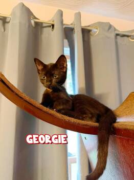 Angel Pie, Ben, Georgie and Amos -  Domestic Short Hair Cat for Adoption in Enfield, Connecticut - Angel Pie, Ben, Georgie And Amos | PetCurious