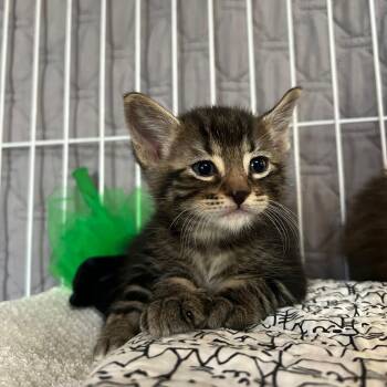 Domestic Short Hair Cats Available for Adoption in Chandler, Arizona - Max | PetCurious