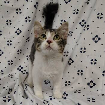 Helen -  Domestic Medium Hair Cat for Adoption in Coos Bay, Oregon - Helen | PetCurious
