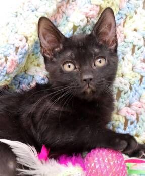 Rescue Domestic Short Hair Cats for Adoption in Tierra Verde, Florida - Trixie | PetCurious