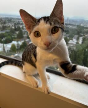 Indigo -  Domestic Short Hair Cat for Adoption in Burnaby, British Columbia - Indigo | PetCurious