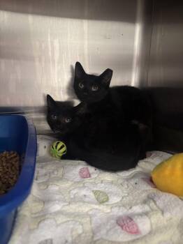 Naomis -  Domestic Short Hair Cat for Adoption in Evansville, Indiana - Naomis | PetCurious