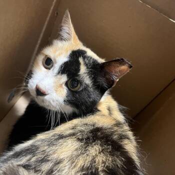 Bali -  Domestic Short Hair Cat for Adoption in Tampa, Florida - Bali | PetCurious