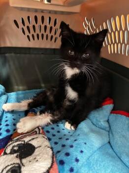 Kodiak -  Domestic Short Hair Cat for Adoption in West Mifflin, Pennsylvania - Kodiak | PetCurious