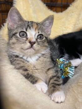 Dandelion -  Domestic Short Hair Cat for Adoption in Warren, New Jersey - Dandelion | PetCurious