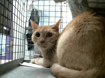 Domestic Short Hair Cats Available for Adoption in Houston, Texas - CHEESECAKE | PetCurious