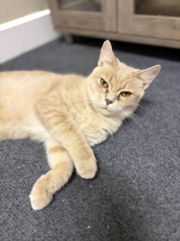 Chilli -  Domestic Short Hair Cat for Adoption - Chilli | PetCurious