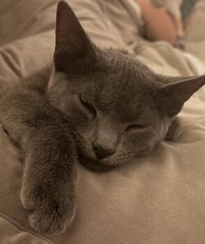 Domestic Short Hair Cats Available for Adoption - Grayson | PetCurious