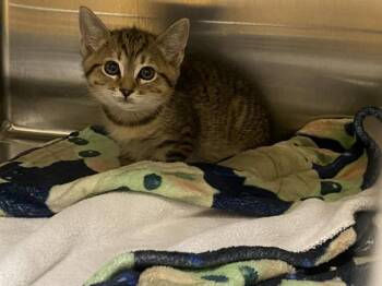 Domestic Short Hair Cats Available for Adoption in Tustin, California - EGGROLL | PetCurious