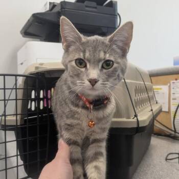 Domestic Short Hair Cats Available for Adoption in Des Moines, Iowa - Emori | PetCurious