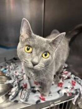 Domestic Short Hair Cats Available for Adoption - Mavis | PetCurious