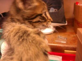 Domestic Short Hair Cats Available for Adoption in Ocala, Florida - A380977 | PetCurious