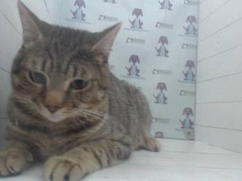 Domestic Short Hair Cats Available for Adoption in Orlando, Florida - HARRY | PetCurious